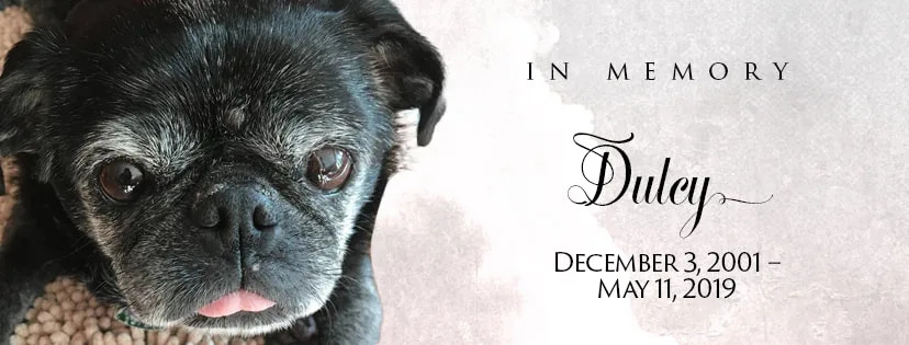In Memory, Dulcy, Dec 3, 2001 - May 11, 2019. Pictured: an elderly black pug.